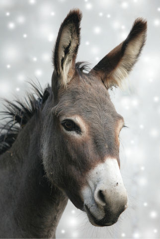 Donkey in the Snow (Pack of 10 Cards)