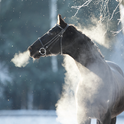 Horse in the Frosty Air (Pack of 10 Cards)