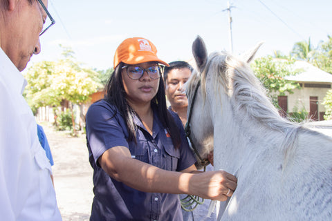 Equine medicine training