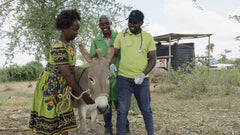 Train an equine vet