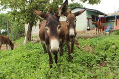 Support Ethiopia's working animals