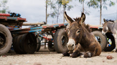 Protection from the donkey skin trade